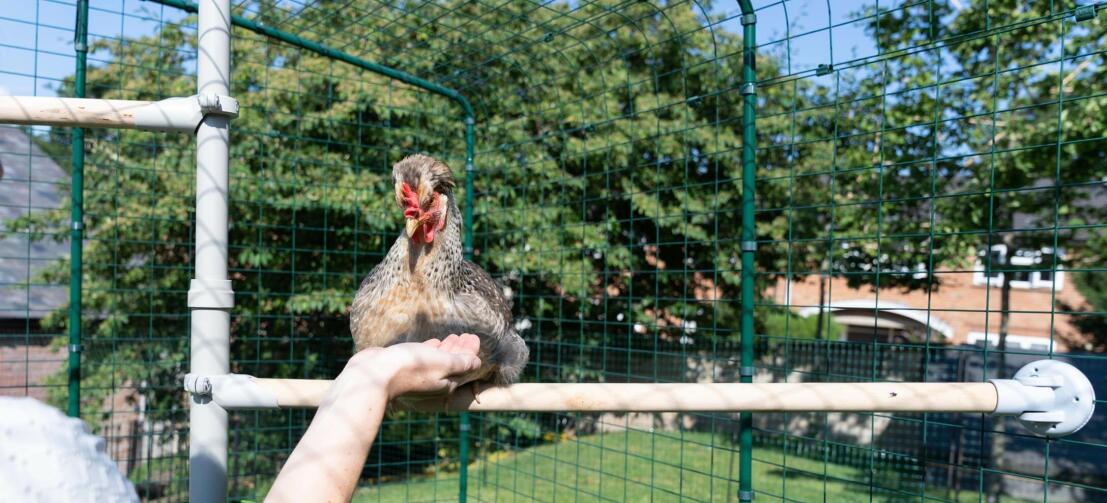 Una donna carezza la sua gallina all'interno del recinto walk in