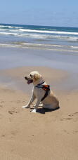 Labrador med sele på stranden