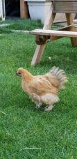 En orange och vit kyckling stod på en gräsmatta i trädgården