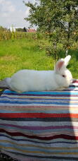 w white bunny rabbit lying on a picnic mat outside in the sun
