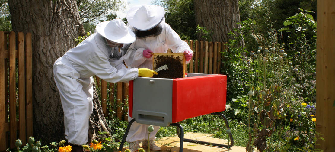 Two people inspecting bees in a red BeeHaus