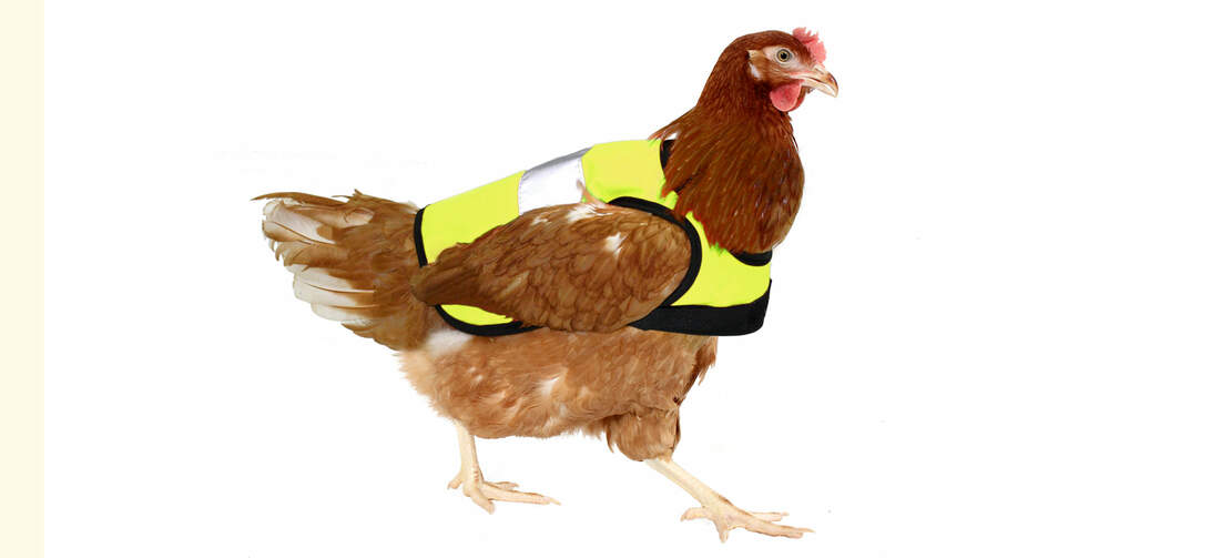 Geel veiligheidsvest voor kippen