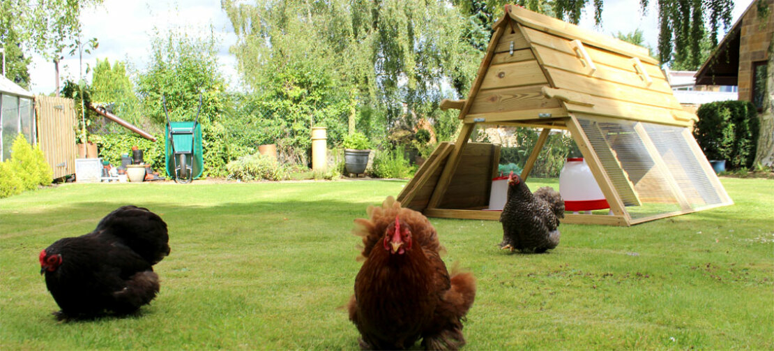 I polli amano vagare nel pollaio Boughton.