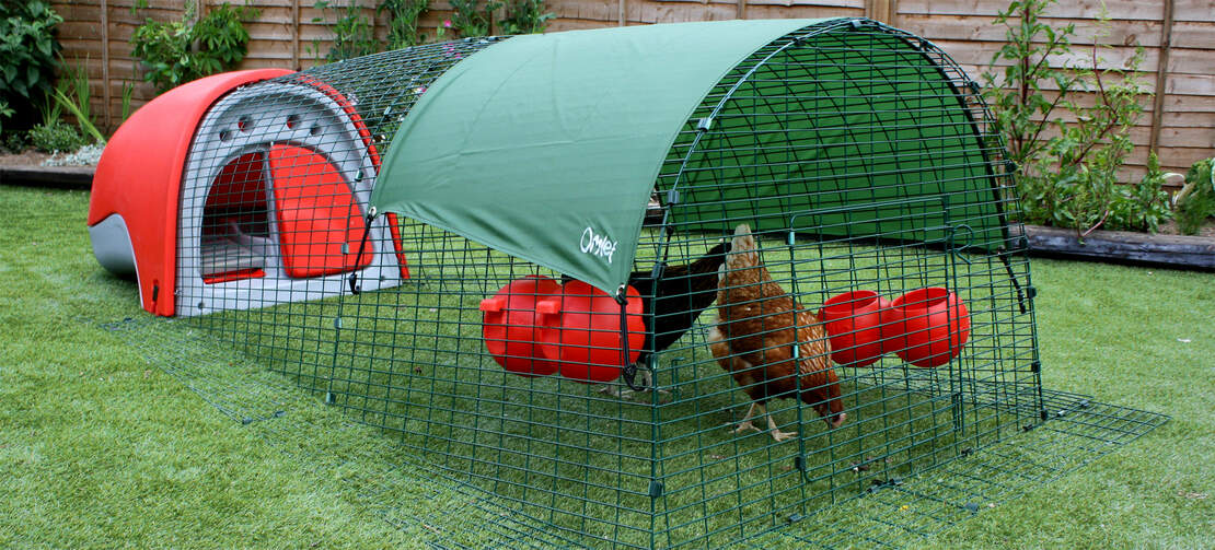 Two chickens inside a red Eglu Classic chicken coop