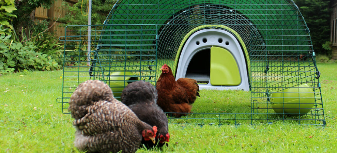 Open the run-out gate so that your chickens can run around freely in the garden!