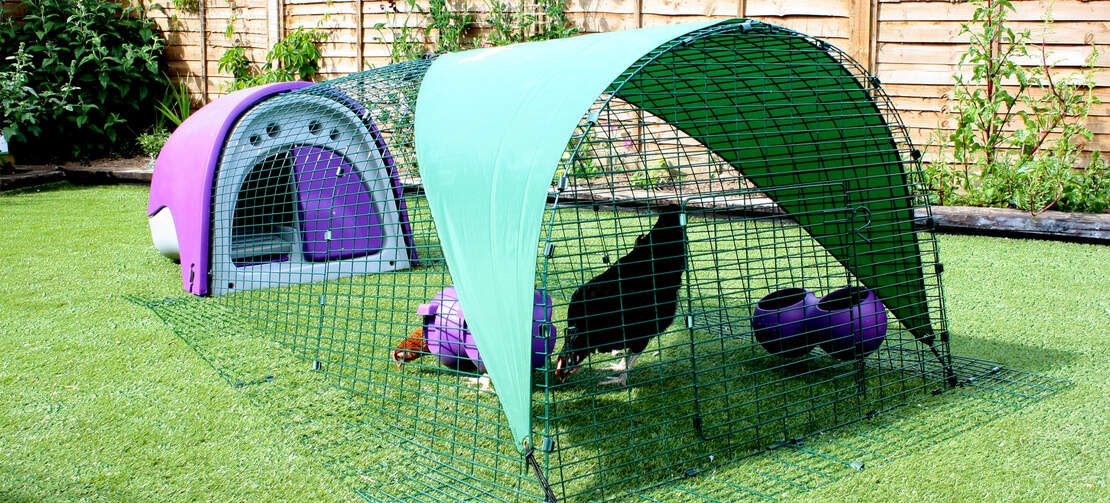 A purple Eglu Classic chicken coop in a garden with two chickens.