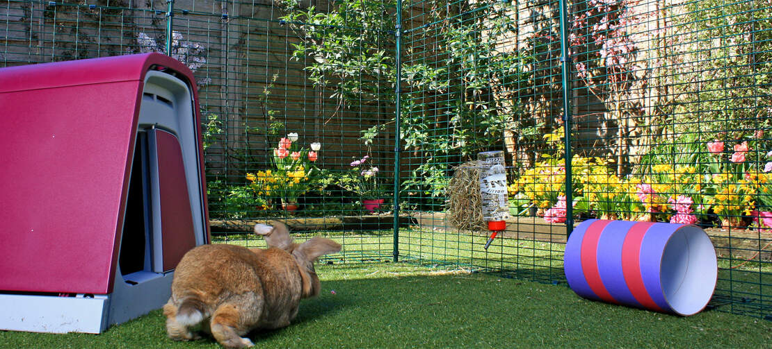 è importante che i conigli domestici abbiano accesso a un grande spazio di esercizio e i vostri conigli ameranno saltellare intorno a questo grande e sicuro recinto all'aperto