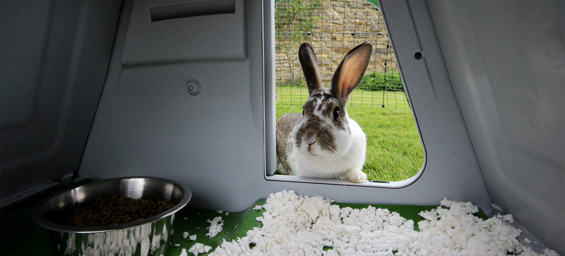 Rabbits love to enjoy the outdoors in the Eglu Go hutch