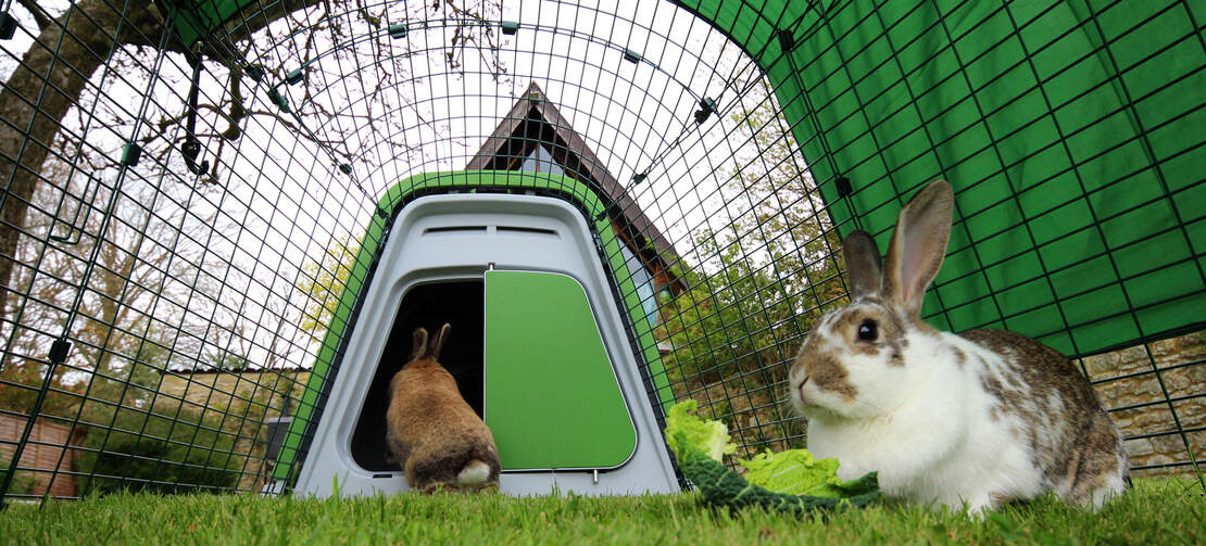 Kaninerne kan hoppe ind og ud af deres hytte, som de vil!