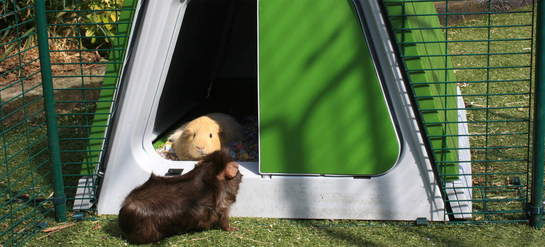 The Eglu Go guinea pig hutch offers entertainment for the whole family....and your pets!