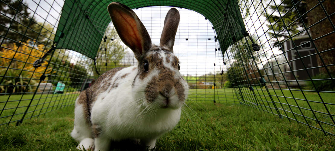 The rabbit run is so spacious that your rabbits can hobble around in it.
