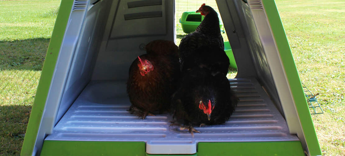 Thanks to it's twin wall insulation the Eglu Go chicken coop keeps your hens cool in the summer and warm in the winter
