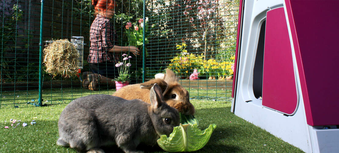 I vostri conigli ameranno passare il tempo in questa spaziosa pista per conigli all'aperto che, a differenza di altri recinti per conigli, è stata progettata per fondersi con il vostro cortile