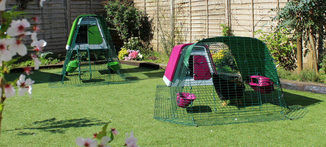 The door of the Eglu Go chicken run can be positioned to suit the layout of your backyard. open the door to allow your hens to free range.