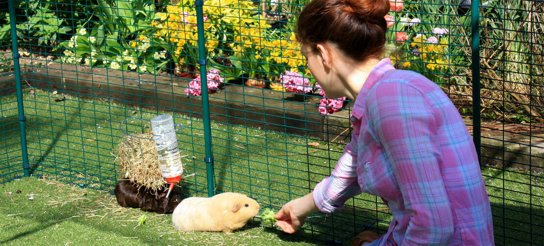 Guinea pig feeding in the outdoor enclosure