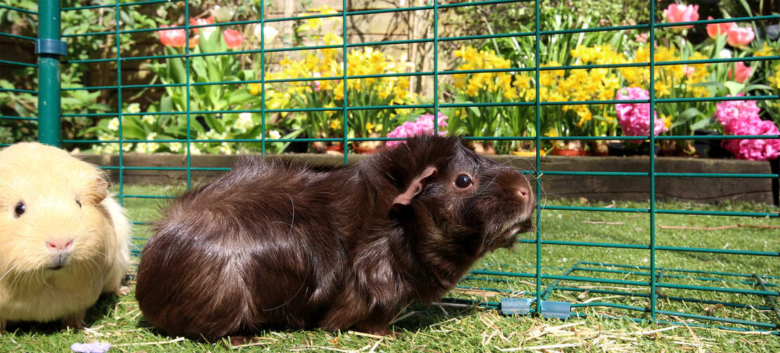 Your guinea pigs will be happy and relaxed in your outdoor guinea pig enclosure