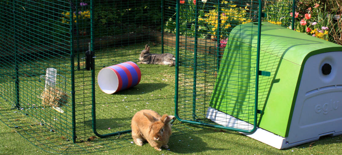 Ein kaninchen, das aus einem auslauf mit angeschlossenem stall ( Eglu ) kommt.