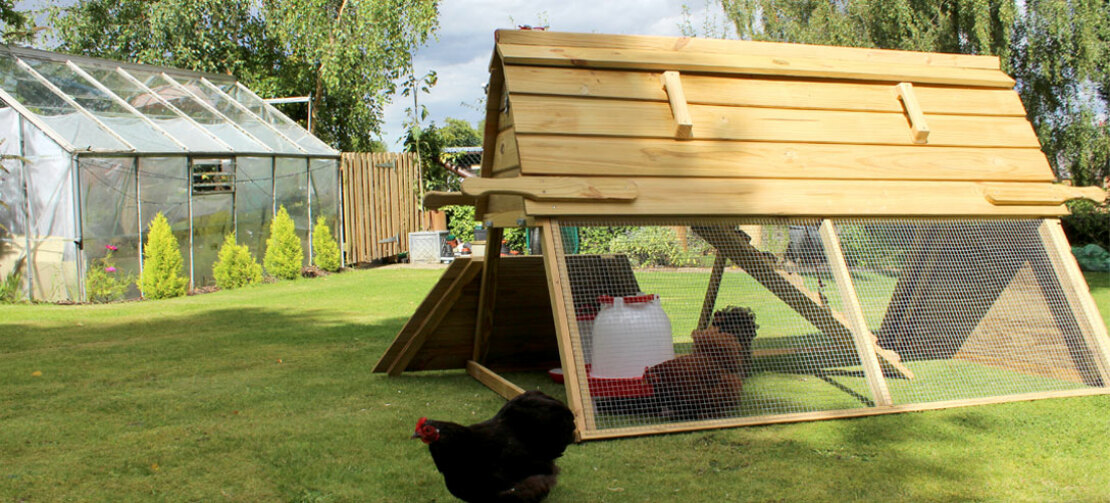 Kurnik Boughton posiada klapę, która pozwala kurczakom rozciągnąć nogi na zewnątrz