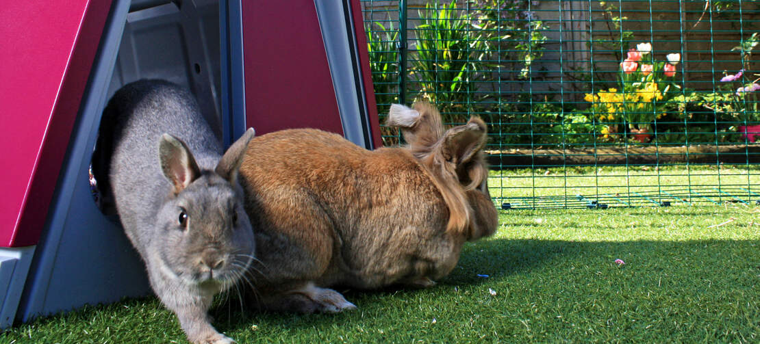 Mettere una conigliera nel recinto per conigli all'aperto darà ai tuoi conigli domestici un posto privato dove rifugiarsi