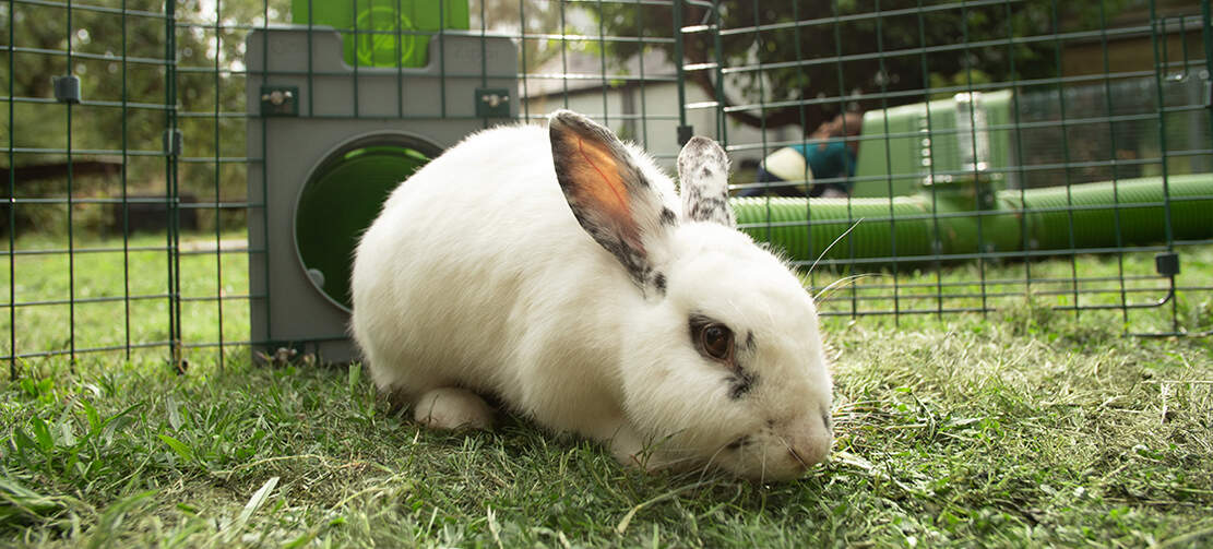 Zippi tunnelen til kaniner kan bruges til at give dine kaniner adgang til frisk græs hver dag!