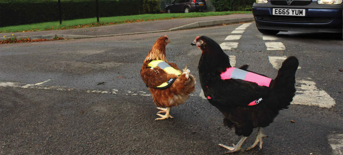 Asegúrese de que sus pollos sean fáciles de ver con un chaleco de advertencia