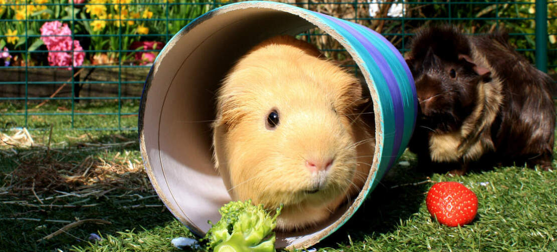 Guinea pigs can run back and forth between their Eglu Go hutch and run at will.