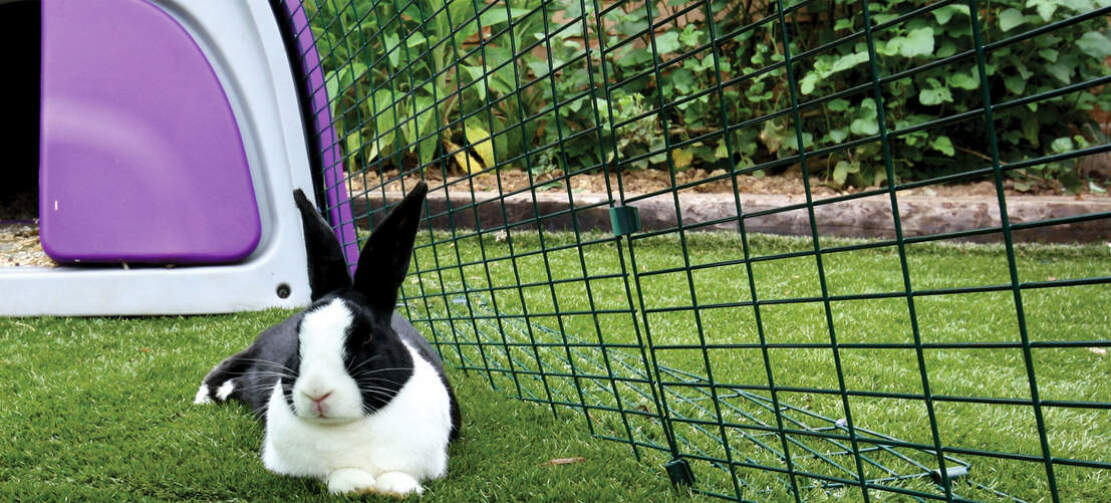 Rabbits love to lie and play in the spacious Eglu Classic rabbit run
