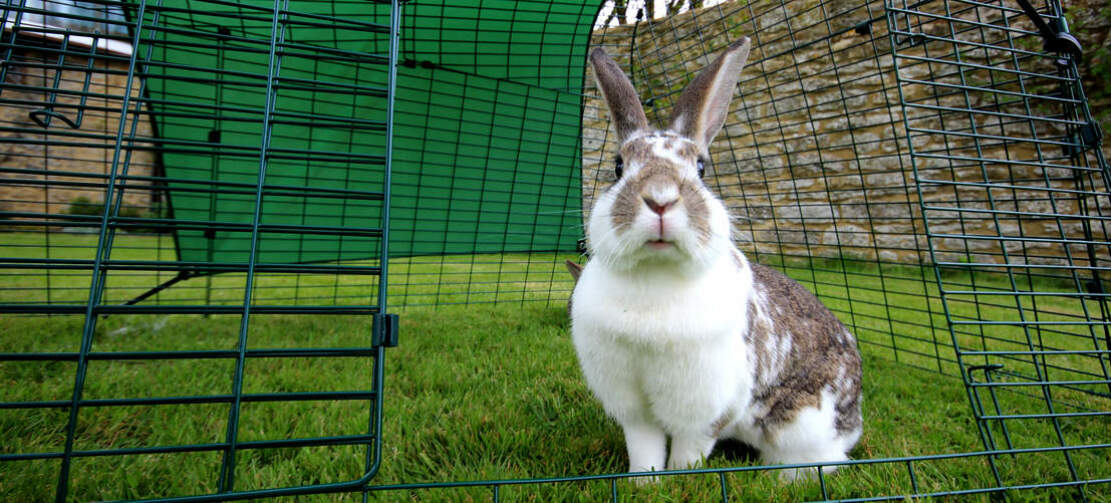 I vostri conigli sono in Gomani sicure e spaziose.