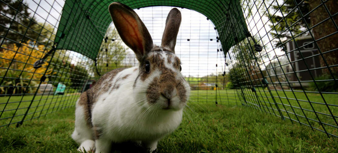 Wybieg dla królików jest tak przestronny, że króliki mogą się w nim swobodnie poruszać.