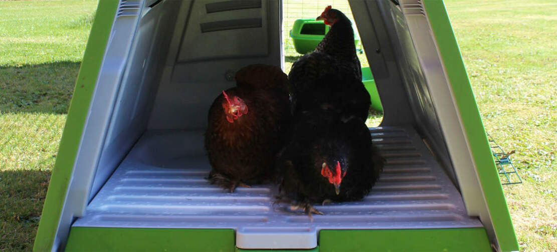 Takket være den dobbelte vægisolering holder Eglu Go hønsehuset dine høns køligt om sommeren og varmt om vinteren