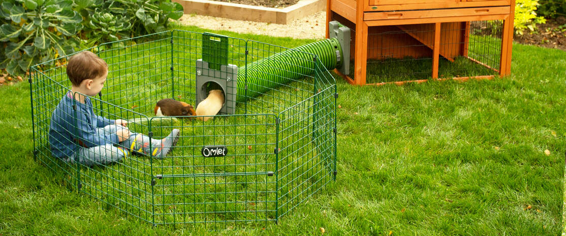 A kid playing with two guinea pigs inside a playpen