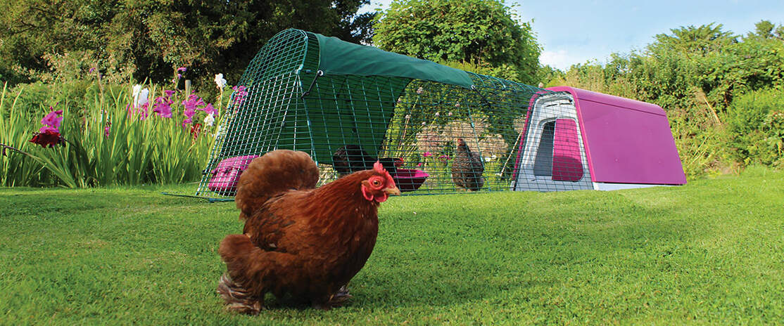 An eglu go with extension in a garden with three chickens