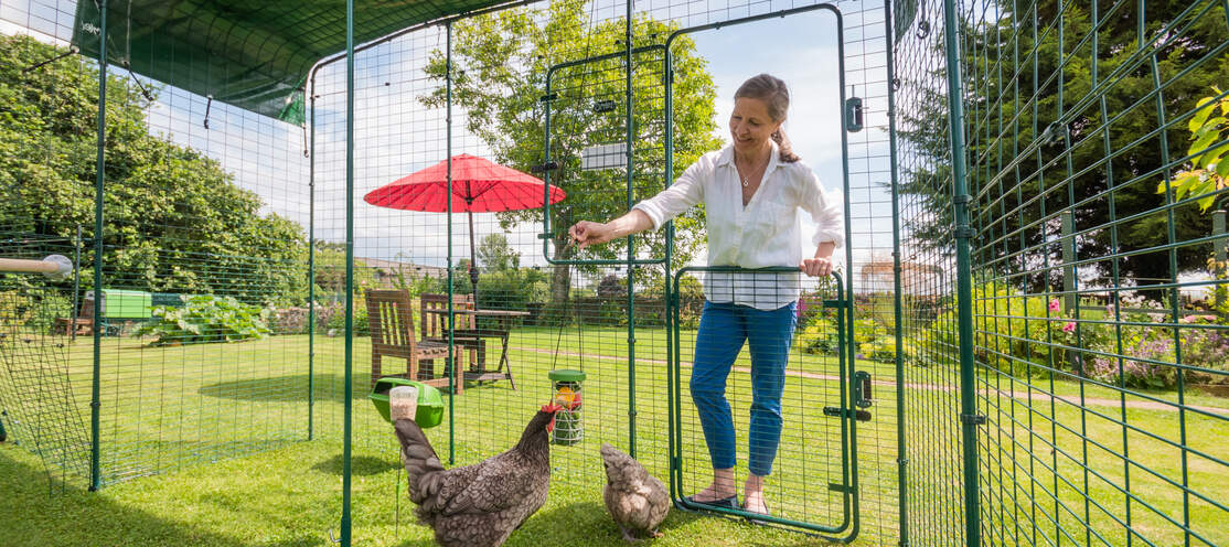 Lady opening the hi-rise part of the Omlet Walk in Chicken Run door with chickens inside