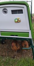 Omlet Green Eglu Cube Large Chicken Coop and Run with Chickens