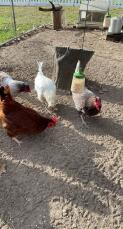 Quatre poulets picorant les graines tombées de leur jouet à picorer.