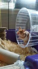 Hamster in exercise wheel
