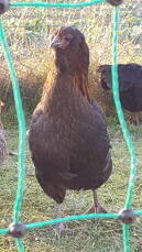 Een bruine araucana kip achter een kippenhek