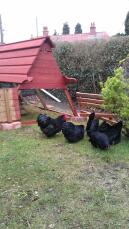 Some chickens pecking the grass besides their red wooden coop