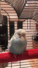 Budgie perching in cage