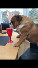Bulldog sitting at table