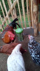 Chickens gathered around a Caddi Treat holder