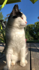 Eine katze, die auf der terrasse die sonne genießt.