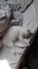 Kat slaapt op bed