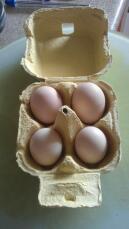 Zwerghühner-eier
