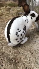 a white bunny rabbit with black stripes and spots sat on the ground