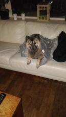 Hund i filt i soffan