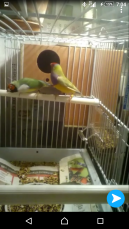 two birds stood on a perch inside a cage