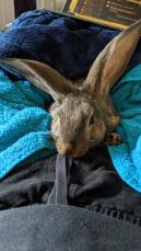 A flemish giant rabbit ready for snuggles.