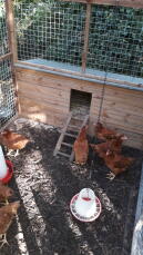 lots of brown chickens in a wooden chicken coop with a feeder