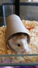 A hamster hiding in a cardboard tube.